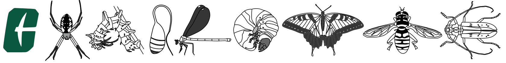 Charlie Insect Matriculation Teaching - Stellwagen Lab